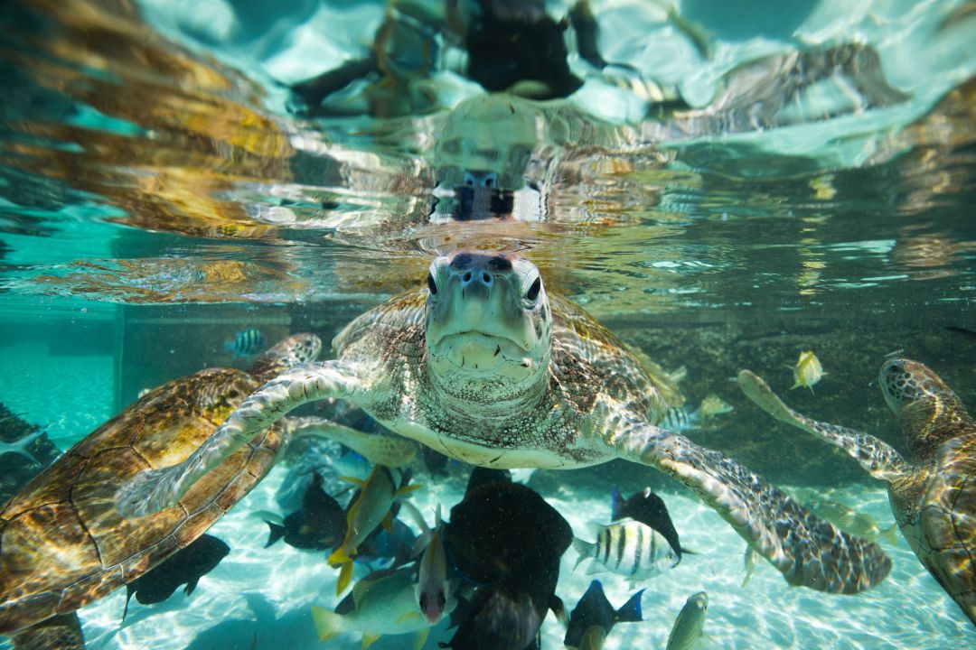 Turtle underwater